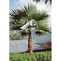 xs7anyczr22tzpfzj9hb様用超耐寒性　トウシュロ1本 Amazon.co.jp: 【観葉植物／種子】Trachycarpus
